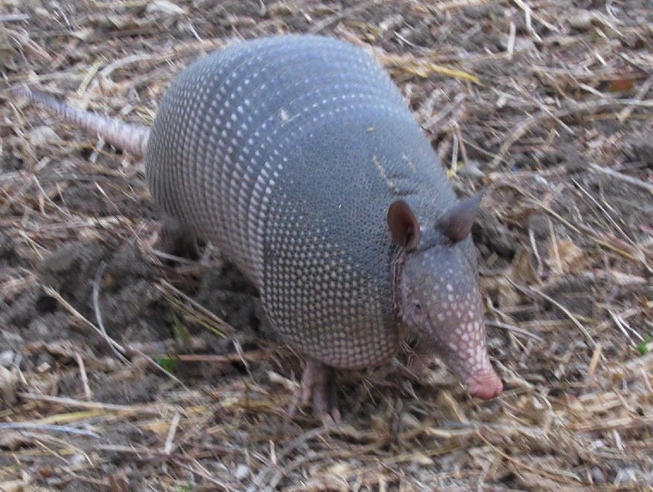  Armadillo